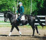 Canter under saddle