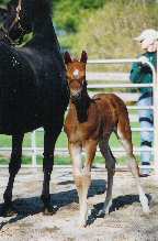 Marrakech's foal at 3 weeks