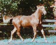 Marrakech's foal at 6 months