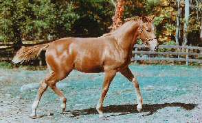 Marrakech's foal at 6 months