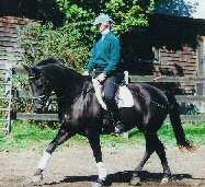 Trot under saddle